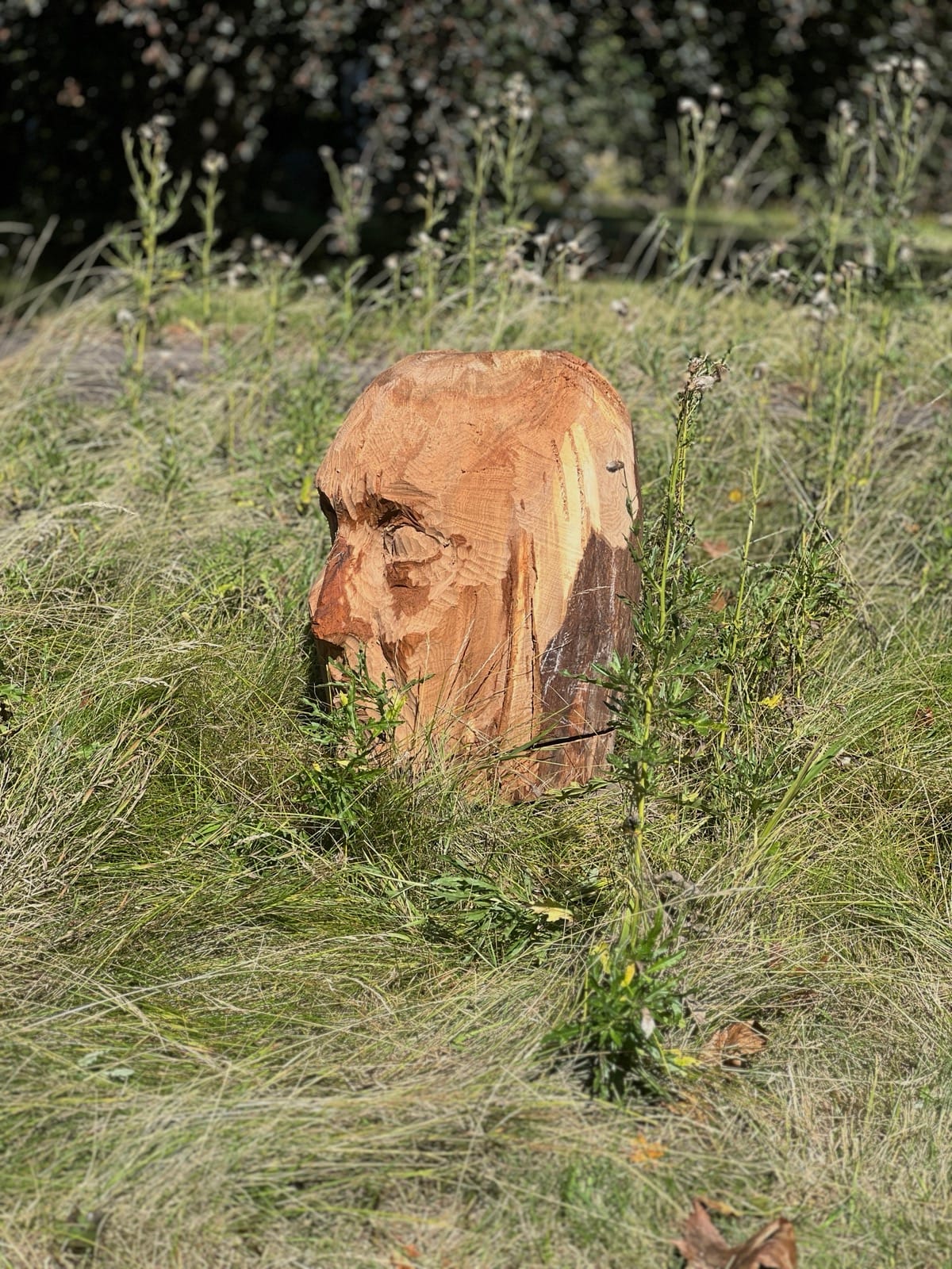 Ett mindre trähuvud vilande i gräset bland ängsblommor.